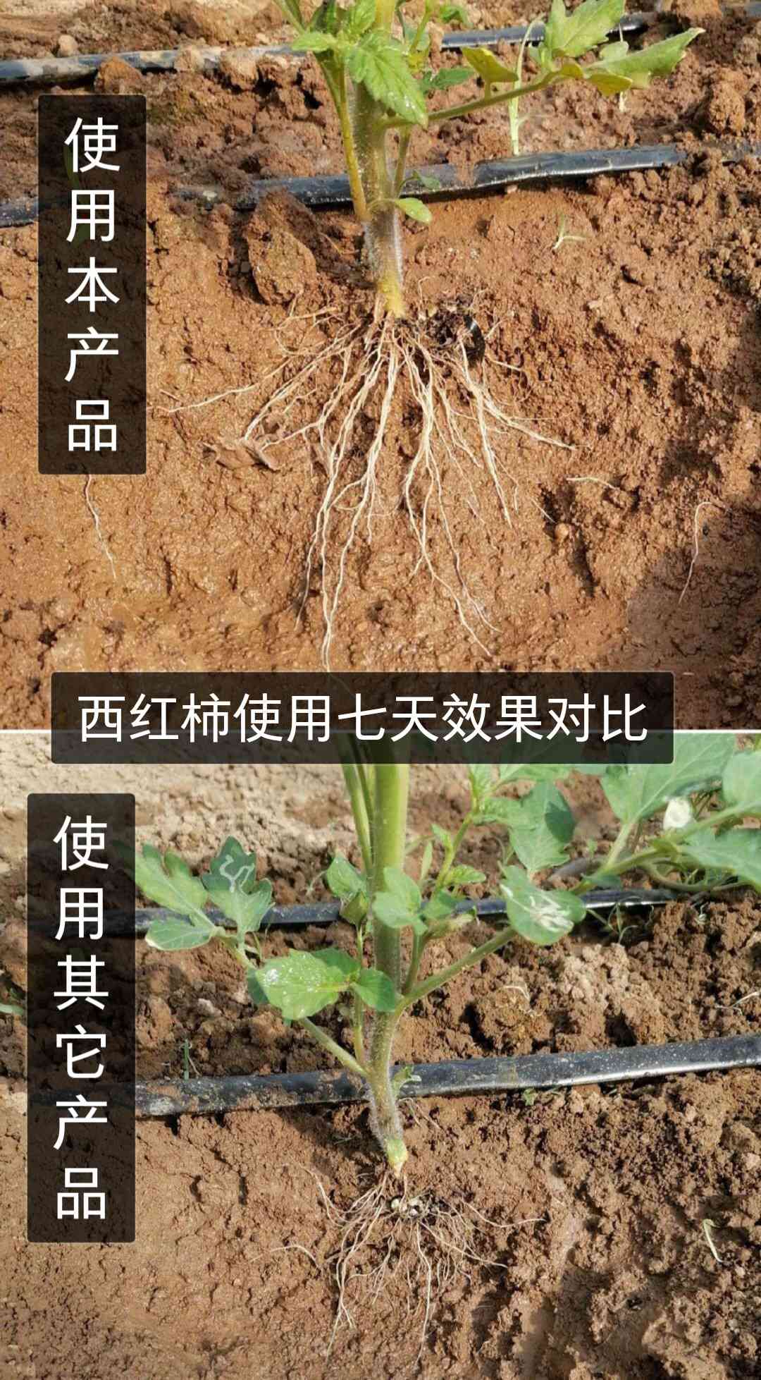 液体肥使用案例